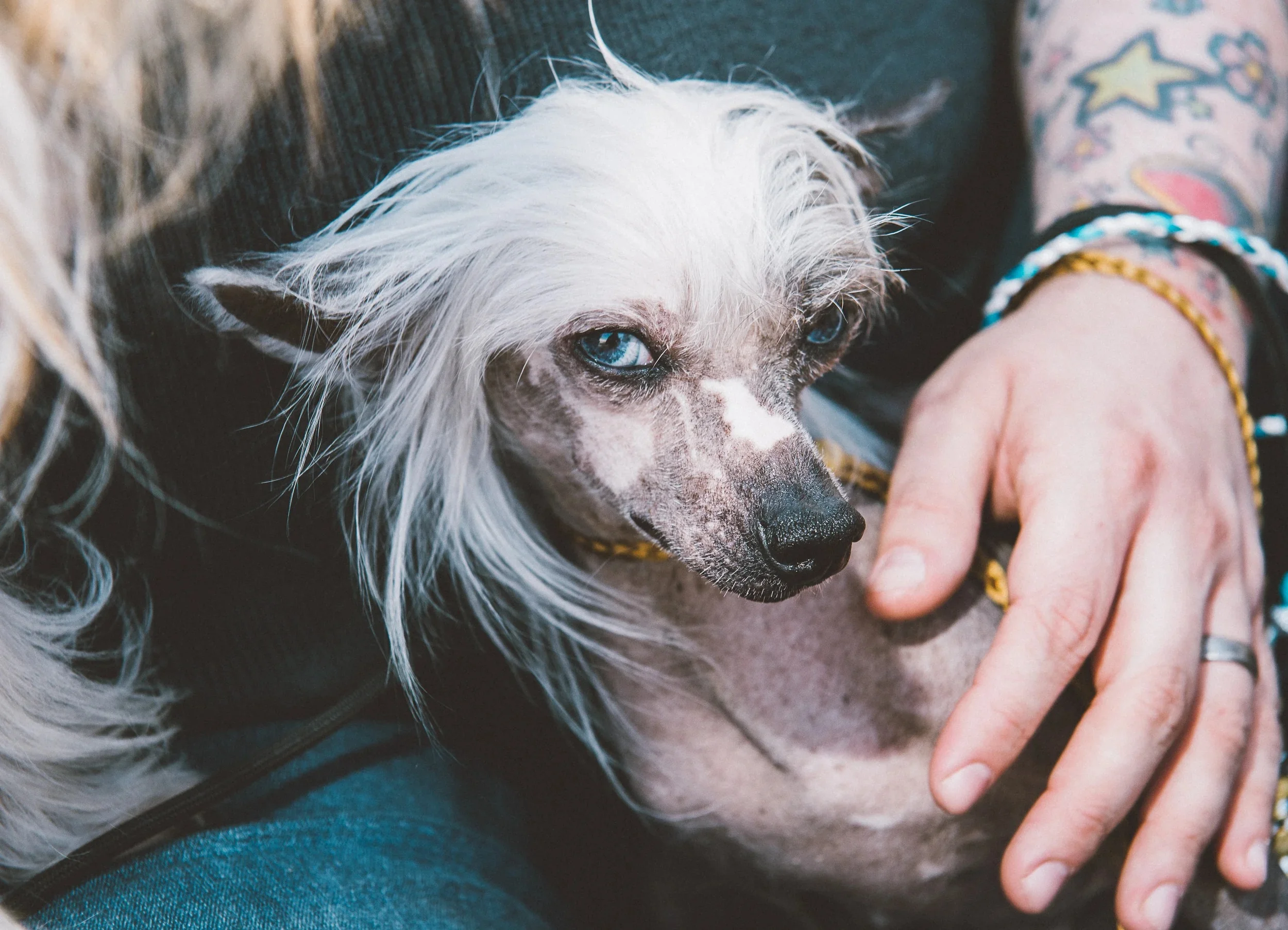 Close-up of a small Chinese Crested dog with striking blue eyes.